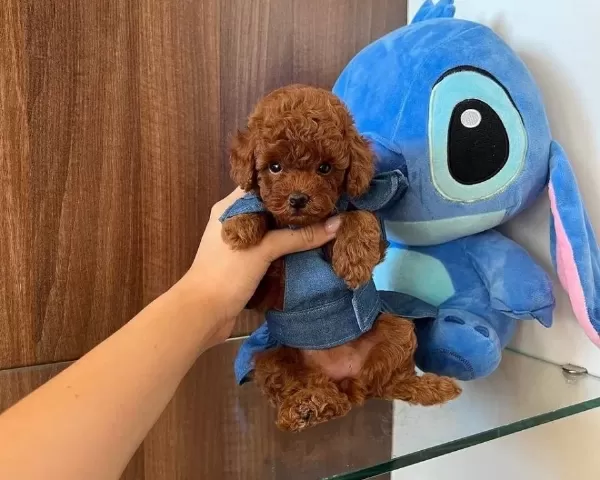 Resmi I Şletmeden Koretoypoodle Yavrulari