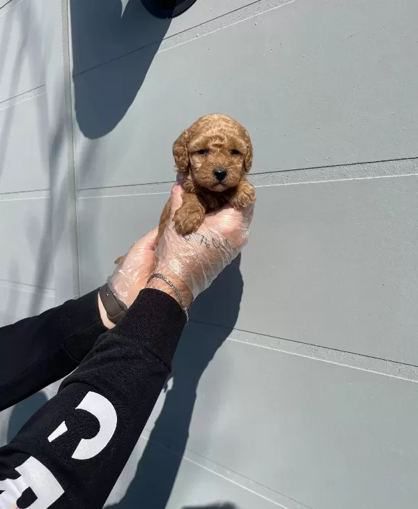 Oyuncak Surat Gerçek Toy Poodle Yavrularimiz