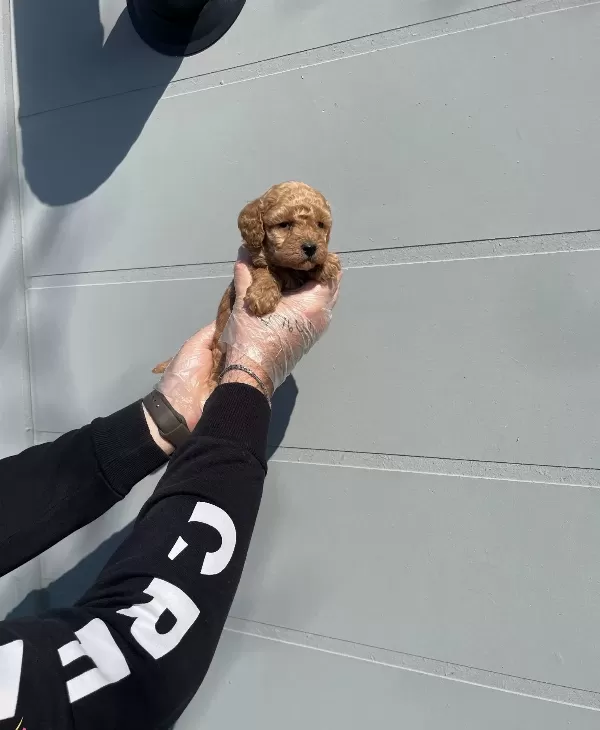 Oyuncak Surat Gerçek Toy Poodle Yavrularimiz