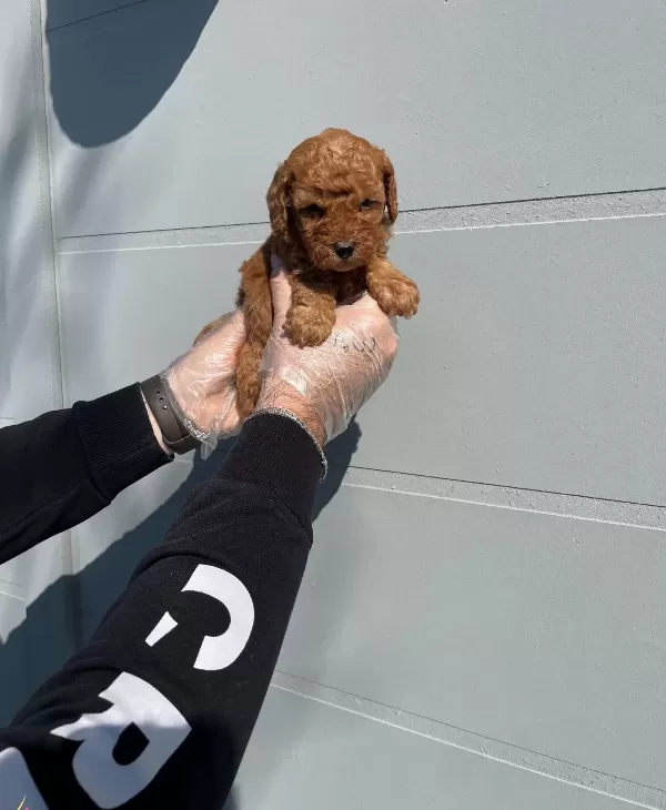 Oyuncak Surat Gerçek Toy Poodle Yavrularimiz