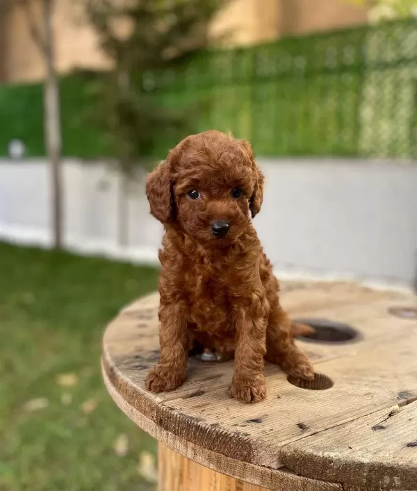 Alman Kokenli Poodel Toy Red Brown Yavrularımız