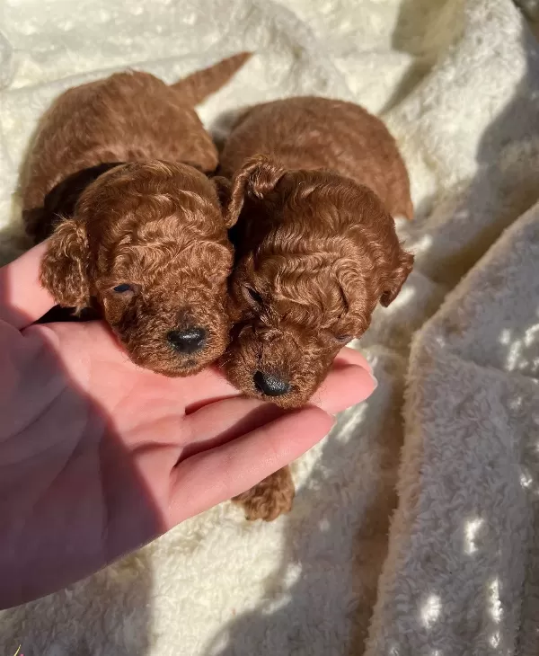 Red Brown Kore Poodle Bebekler