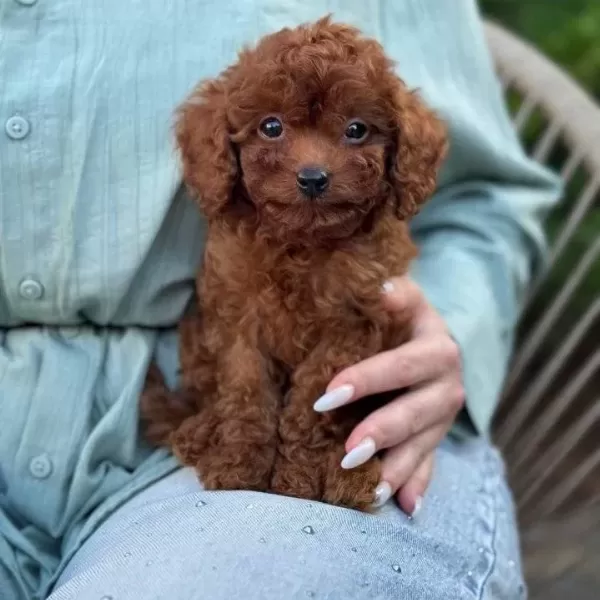Toy Poodle Sevi Mli Yavrular