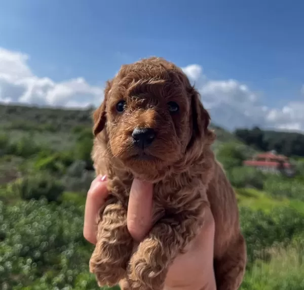 Red Apricot Poodle Bebeklerim
