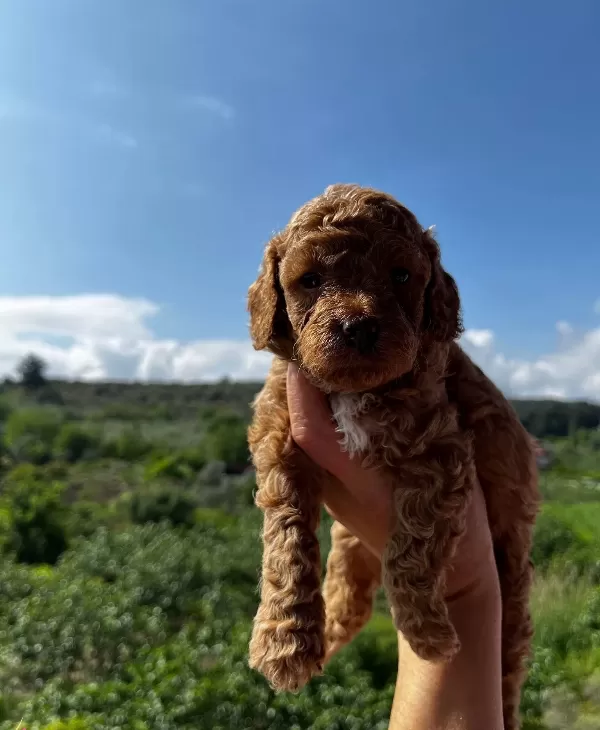 Red Apricot Poodle Bebeklerim