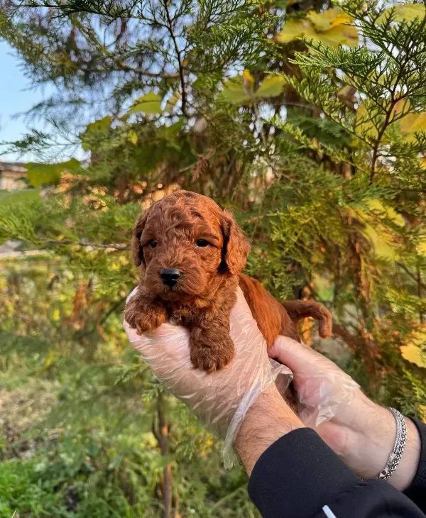 Kore Red Browne Toy Poodle Yavrularımız