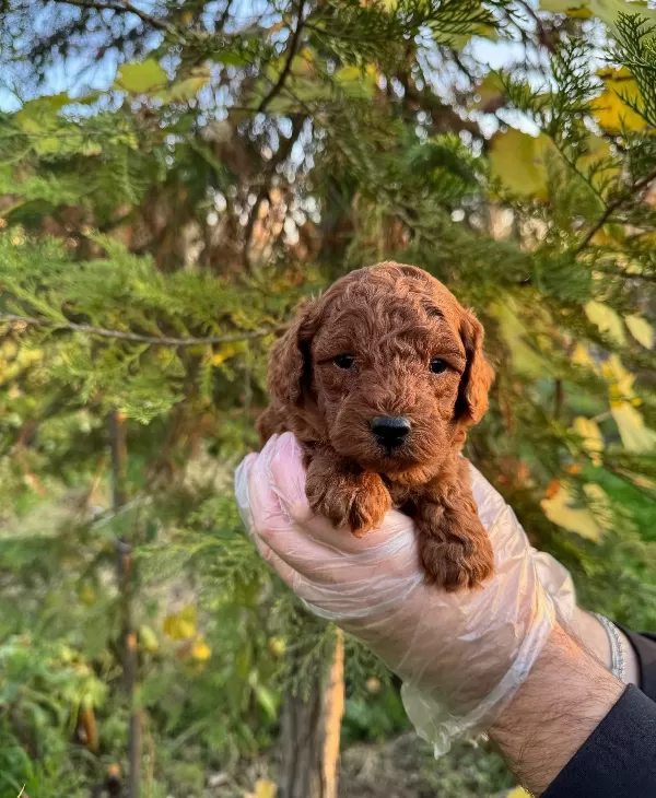 Kore Red Browne Toy Poodle Yavrularımız