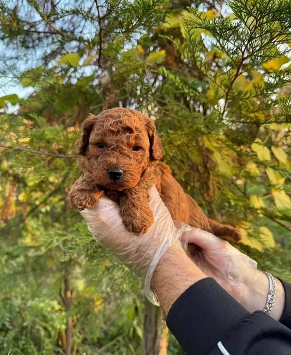 Kore Red Browne Toy Poodle Yavrularımız