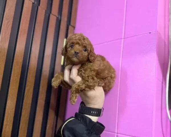 Kendi Köpeklerimizin Yavrusu Uygun Poodle Bebekler