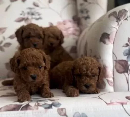 Kendi Köpeklerimizin Yavrusu Uygun Poodle Bebekler