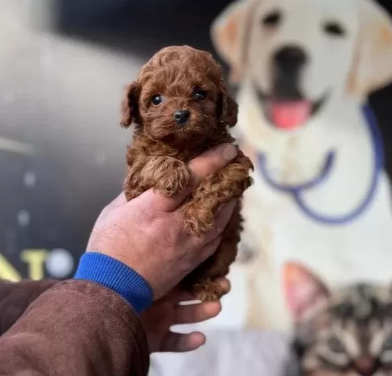 Kendi Köpeklerimizin Yavrusu Uygun Poodle Bebekler