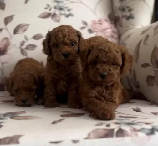 Kendi Köpeklerimizin Yavrusu Uygun Poodle Bebekler