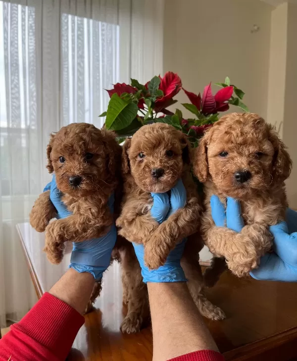 Red Brown Poodle Bebekler