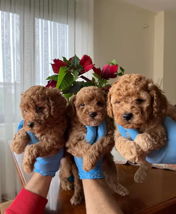 Red Brown Poodle Bebekler