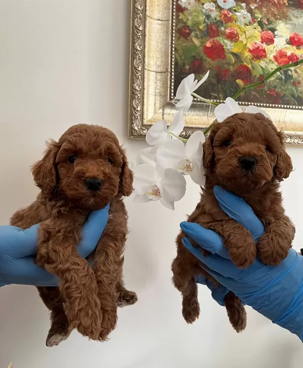 Red Brown Poodle Bebekler