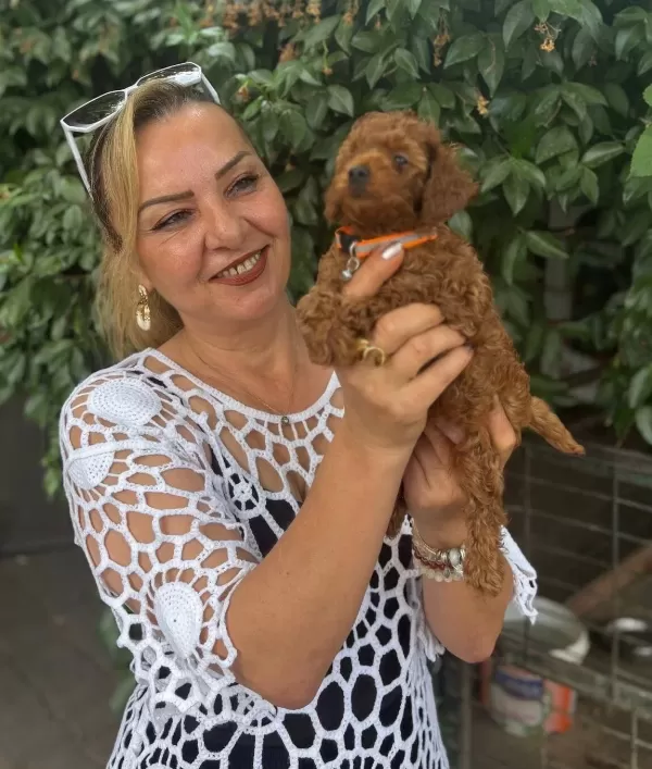 Irk Garantili Oyuncu Efsane Toy Poodle Yavrularımız