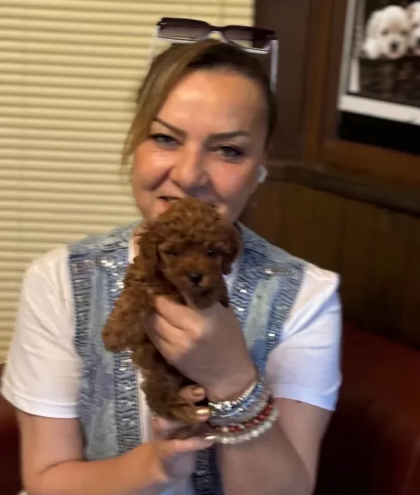 Irk Garantili Oyuncu Efsane Toy Poodle Yavrularımız