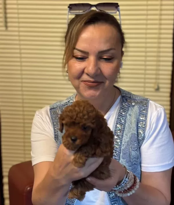 Irk Garantili Oyuncu Efsane Toy Poodle Yavrularımız