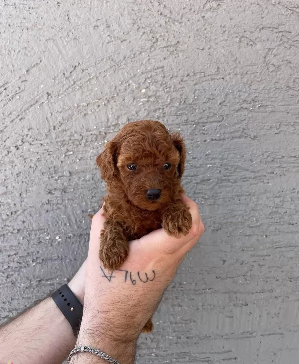 Red Browne Kore Toy Poodle Bebeklerimiz