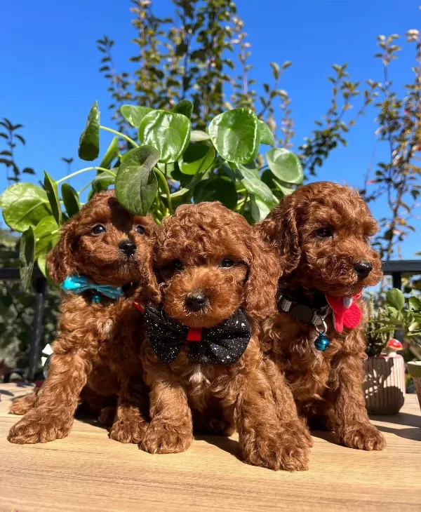Mini Boy Kore Kan Poodle Bebekler