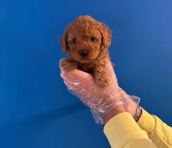Oyuncak Surat Red Toy Poodle Yavrularimiz
