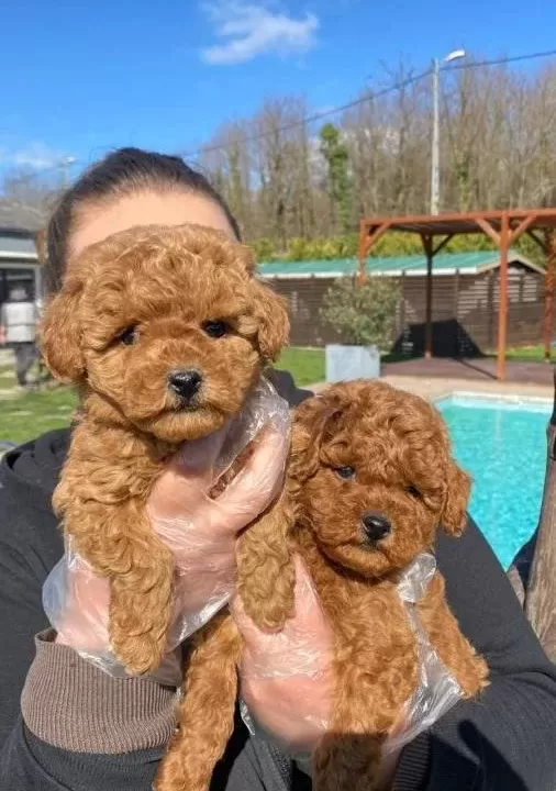 Sağlık Ve Irk Garantilidir Poodle Yavrulari