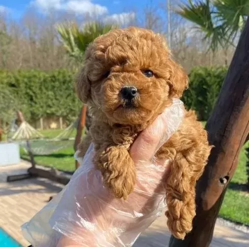 Kızıl Kahve Red Brown Poodle Yavrular