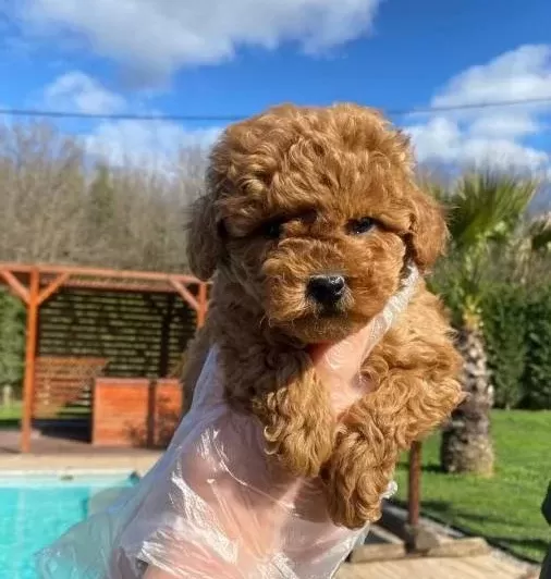 Kızıl Kahve Red Brown Poodle Yavrular