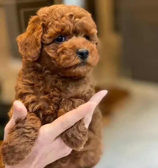 Kızıl Kahve Red Brown Poodle Yavrular