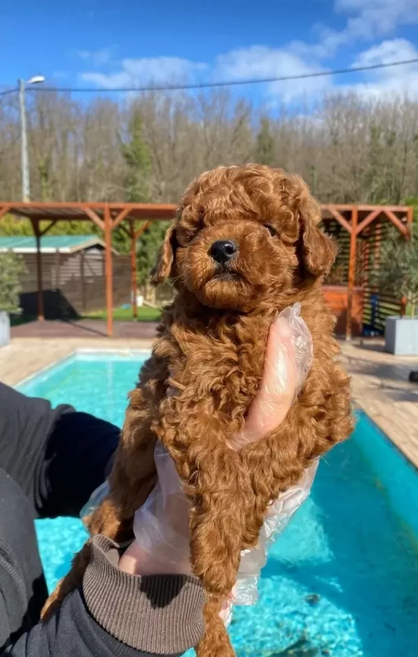 I Stanbul Çekmeköy Red Brown Toy Poodle Yavruları