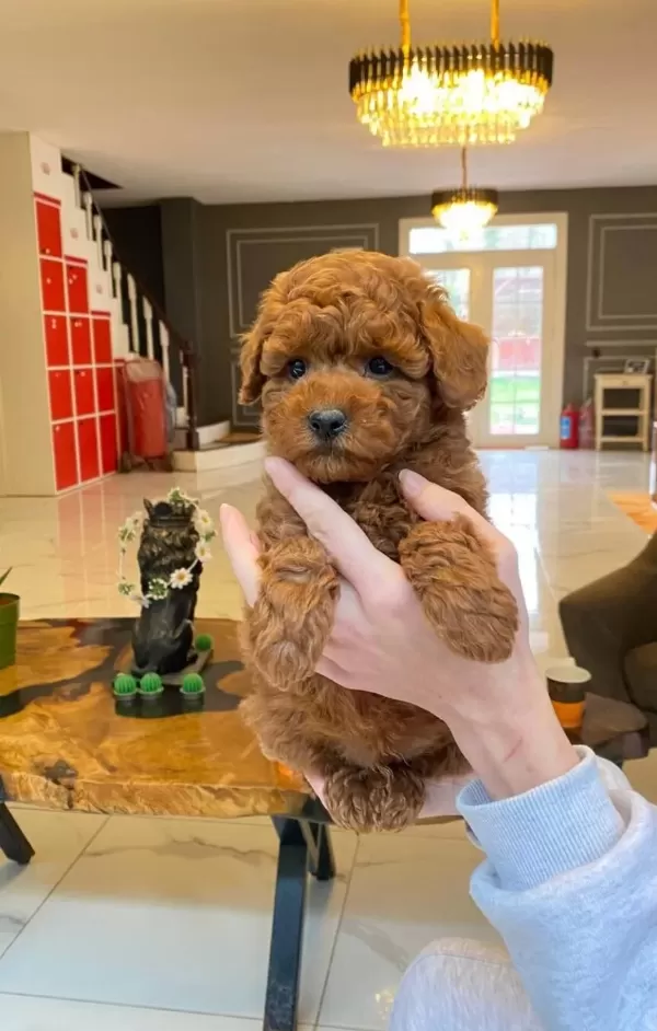 Zekası Ve Hipoalerjenik Yapısıyla Dikkat Çeken Oyuncu Poodle Yavruları