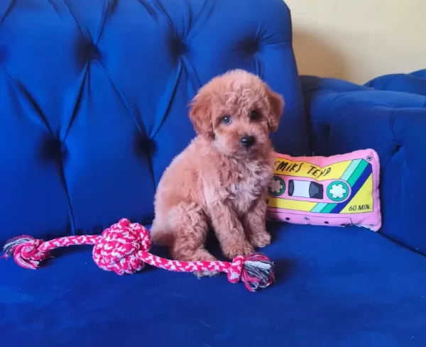 Sevimli Erkek Toy Poodle