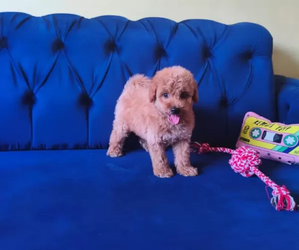 Sevimli Erkek Toy Poodle