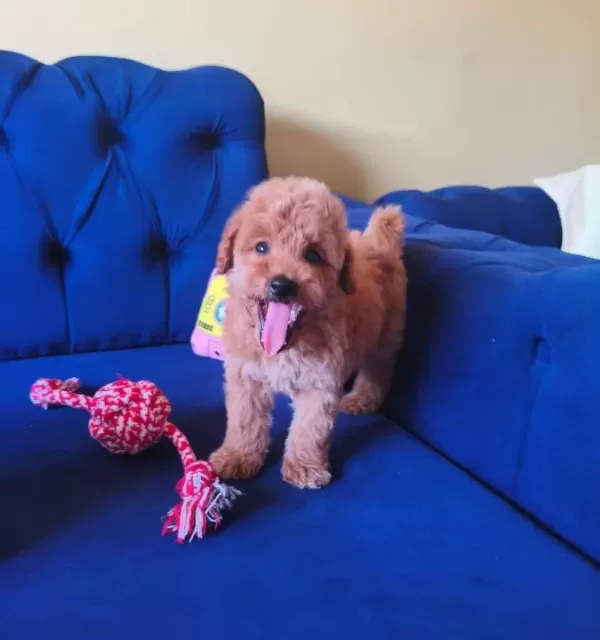 Sevimli Erkek Toy Poodle