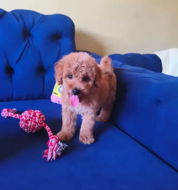 Sevimli Erkek Toy Poodle