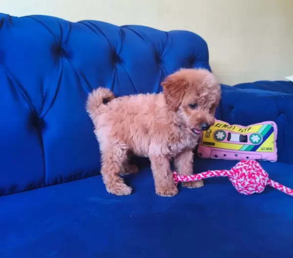 Sevimli Erkek Toy Poodle