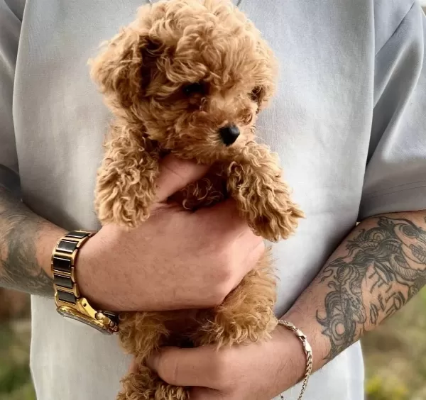 Teacup Poodle Yavrumuz Latte