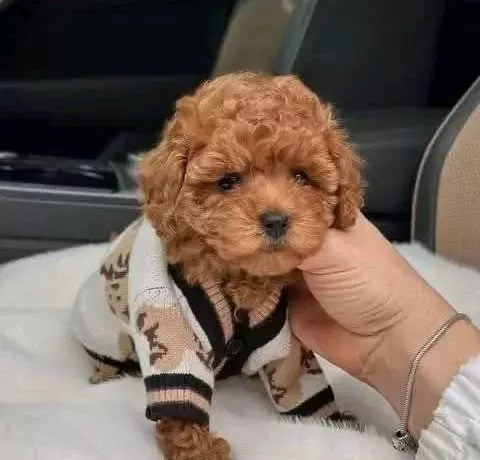 Mini Korean Poodle Bebeklerimiz Ailelerine Gitmeye Hazır