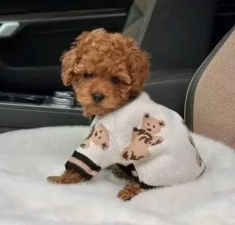 Mini Korean Poodle Bebeklerimiz Ailelerine Gitmeye Hazır