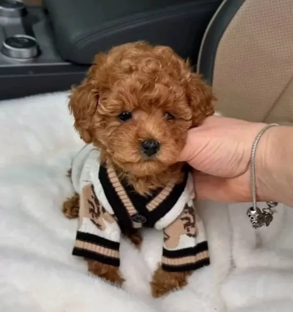 Mini Korean Poodle Bebeklerimiz Ailelerine Gitmeye Hazır
