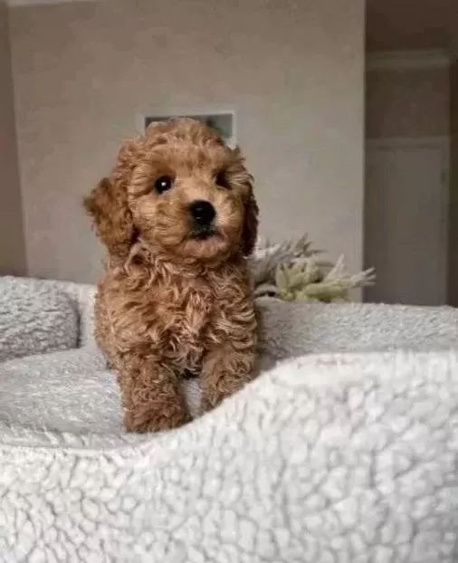 Mini Korean Poodle Bebeklerimiz Ailelerine Gitmeye Hazır
