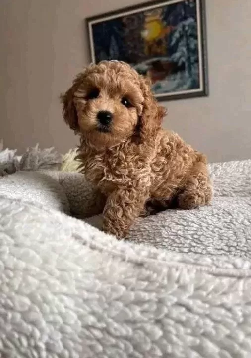 Mini Korean Poodle Bebeklerimiz Ailelerine Gitmeye Hazır