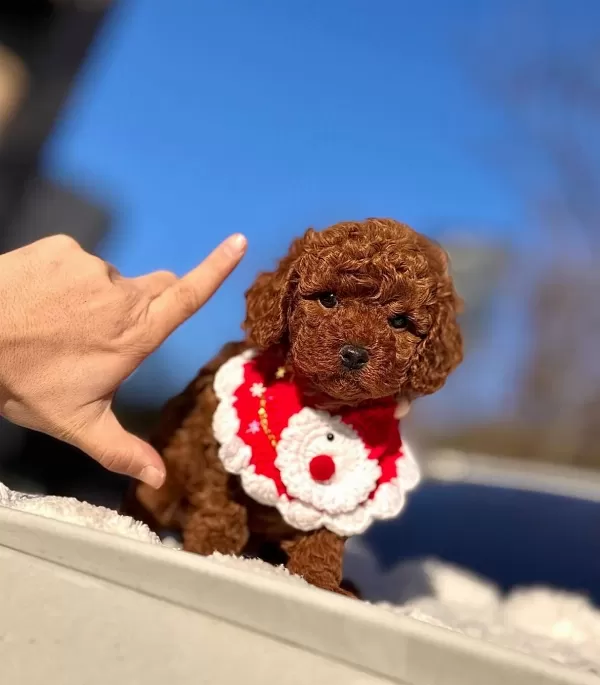 Teacup Kore Poodle Bebeklerimiz