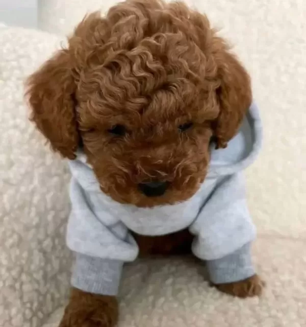 Korean Poodle Soy Ağacı Belli Yavrularımız