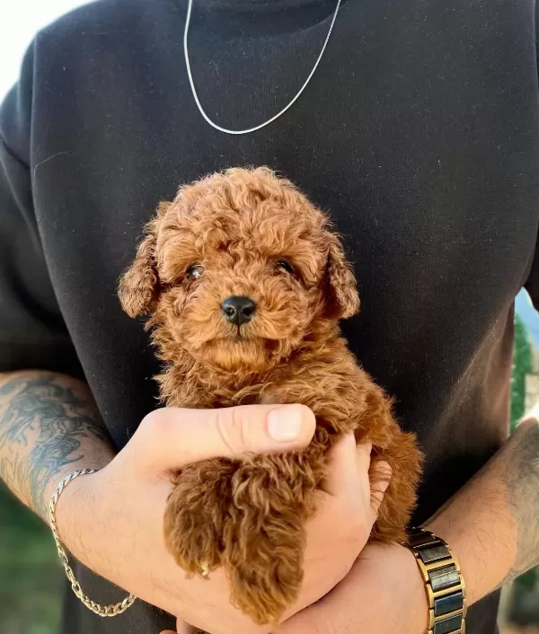 Micro Teacup Dark Brown Bebekler