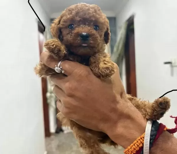 Sevimli Minik Poodle Yavrularımız
