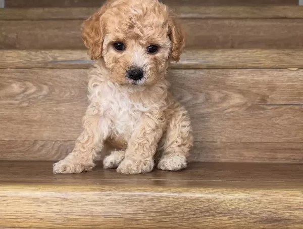 Sevimli Minik Poodle Yavrularımız