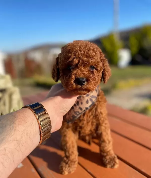 Max 2 Kg Olacak Poodle Yavrular