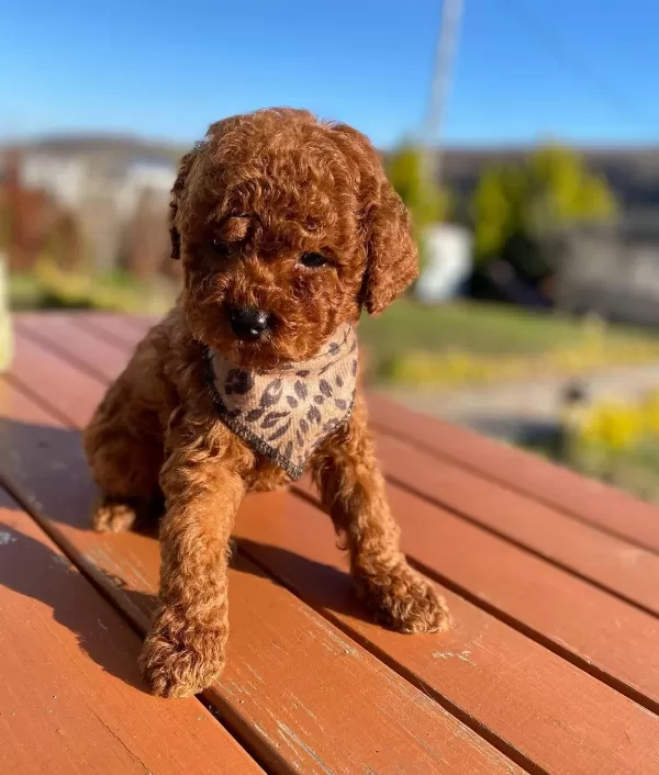 Max 2 Kg Olacak Poodle Yavrular