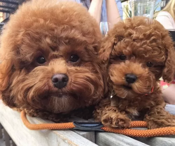 Toy Poodle Safkan Yavrularımız Nadir Renkler
